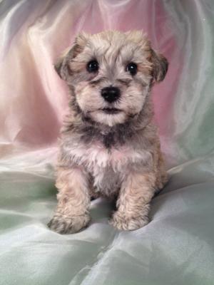 Most Schnoodle Breeders in New Hampshire and Maine with schnoodle Puppies for Sale charge double the Purebredpups price for shipping.